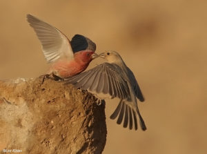 Sinai Rosefinch Pics