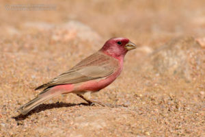 Sinai Rosefinch Picture