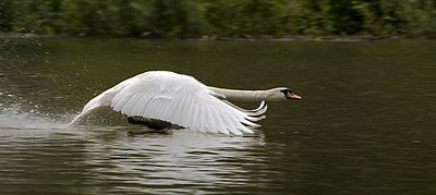 Swan Pics