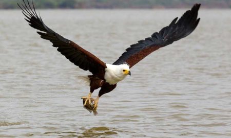 The national bird of Namibia