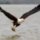 The national bird of Namibia