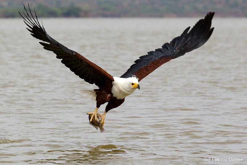 The national bird of Namibia