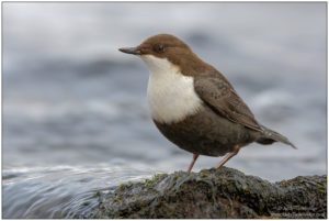 White-throated Dipper Pics