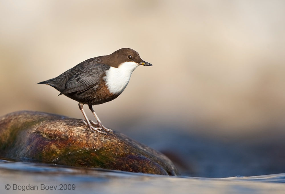 White-throated Dipper Picture