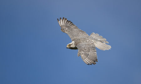 national bird of Iceland