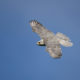 national bird of Iceland