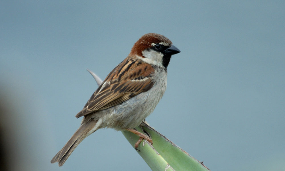 Italian Sparrow : National Bird Of Italy | Interesting Facts About Italy's  National Bird