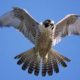 national bird of Kuwait