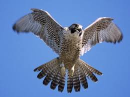 Falcon : National Bird Of Kuwait | Interesting Facts