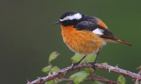 national bird of Morocco