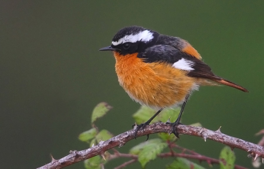 national bird of Morocco