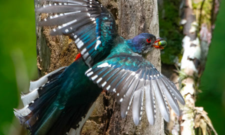 national bird of Mozambique