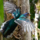 national bird of Mozambique