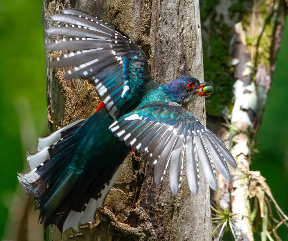 national bird of Mozambique