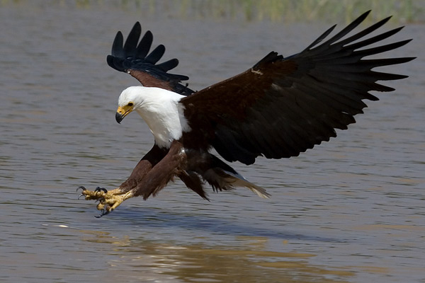 picture of African Fish Eagle
