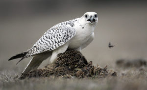 picture of Gyrfalcons