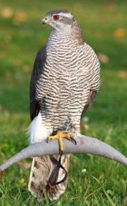 picture of Northern Goshawk 