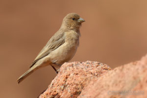 Picture of Sinai Rosefinch 