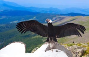 Andean Condor Pics