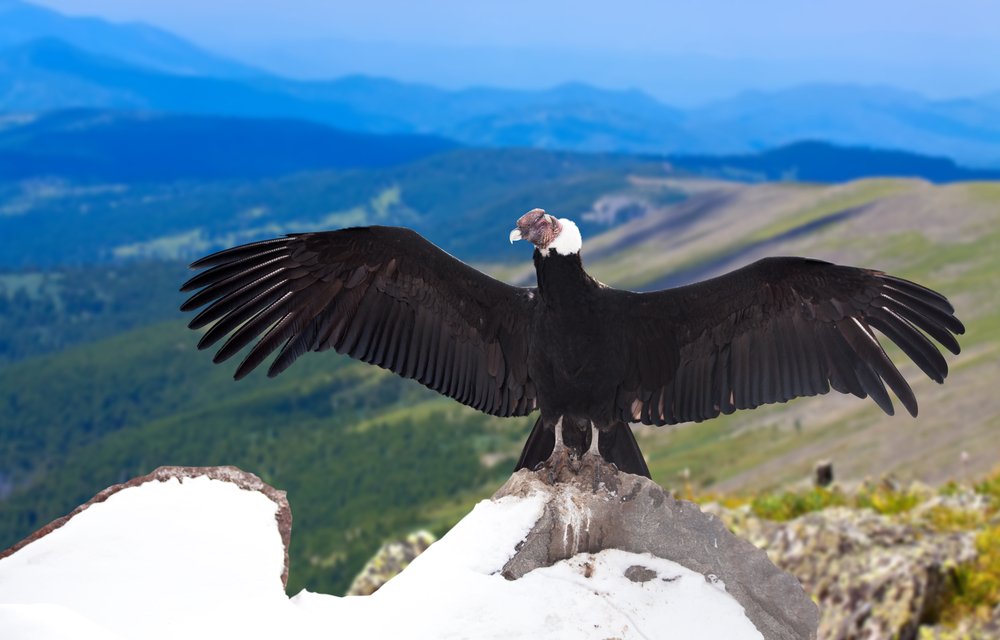 Andean Condor Pics