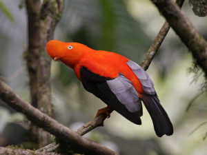 Andean cock-of-the-rock Picture