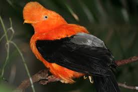 Picture of Andean cock-of-the-rock