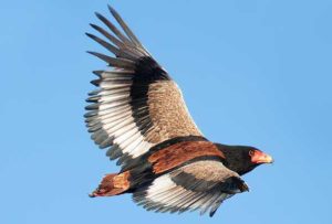 Bateleur Eagle Pics