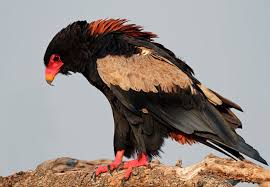 Bateleur Eagle Picture