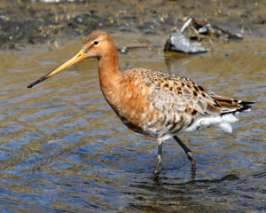 Black-tailed Godwit Pics