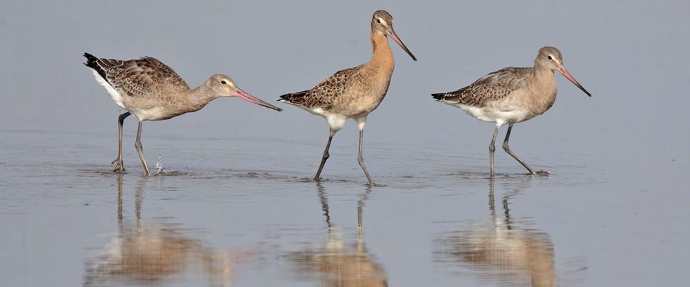 Black-tailed Godwit Picture