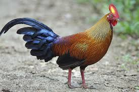 Ceylon Jungle fowl Pics