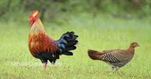 Ceylon Jungle fowl Picture