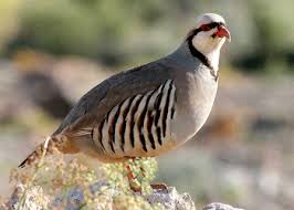 Chukar partridge Pics