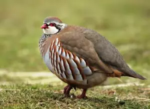 Chukar partridge Picture