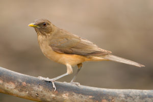 Clay Colored Thrush pics