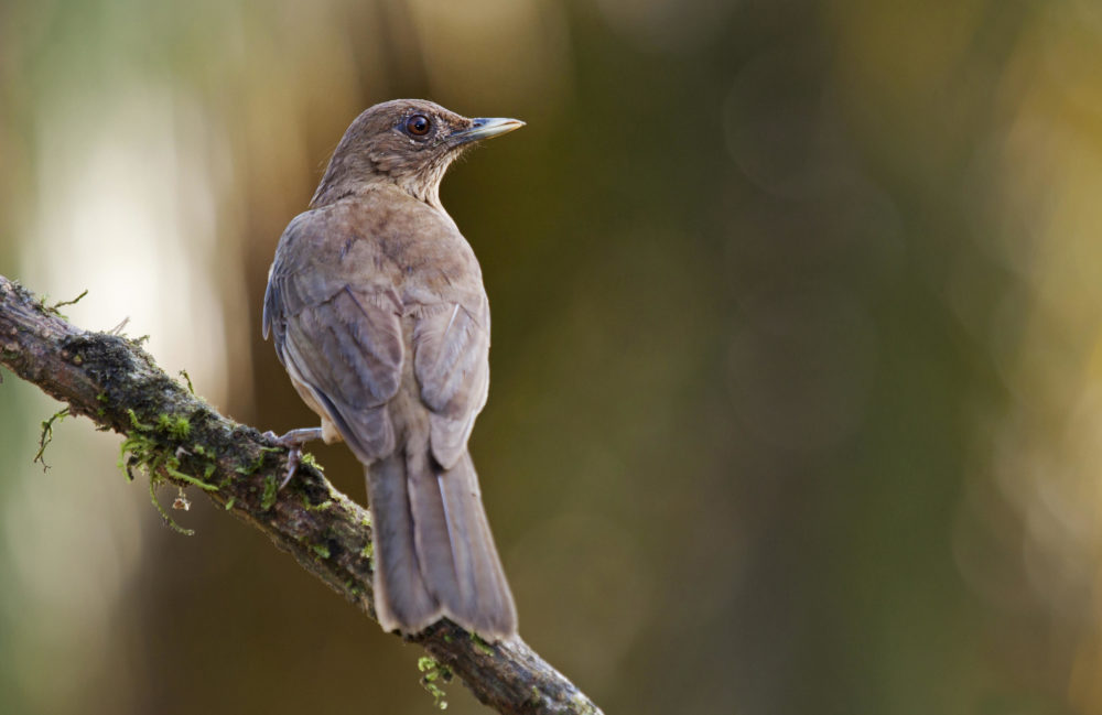 Clay Colored Thrush picture