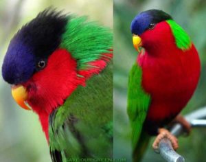 Collared Lory Pics