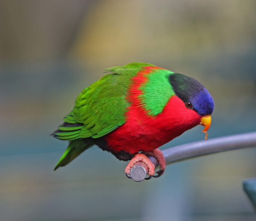 Collared Lory Picture