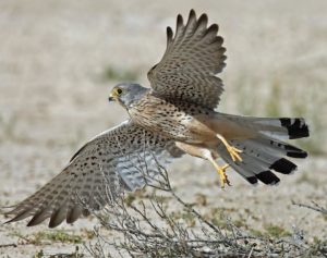 Common Kestrel picture