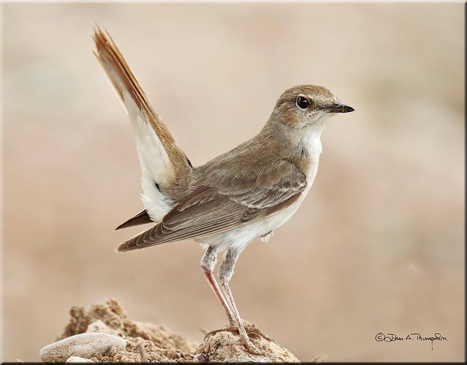 Common Nightingale picture