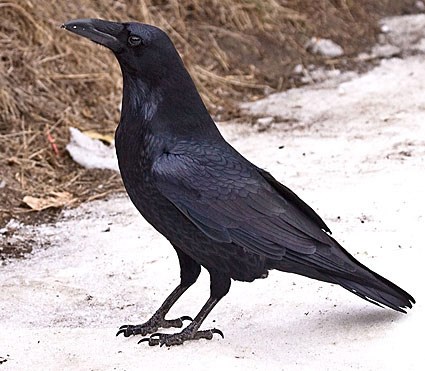 Common Raven Pics
