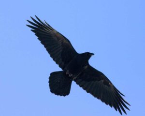 Common Raven Picture