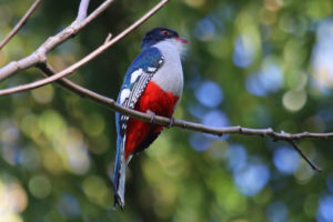 Cuban Trogon (Priotelus temnurus) pics