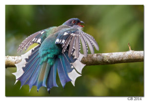 Cuban Trogon (Priotelus temnurus) picture