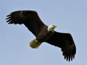 Eagle Pics