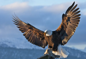 Eagle Picture