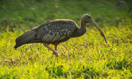 National Bird of Cambodia