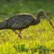 National Bird of Cambodia