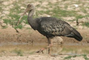 Giant Ibis Pics