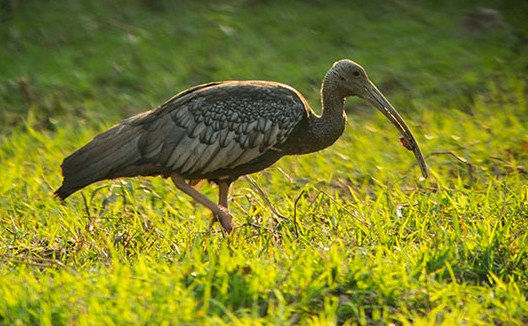 National Bird of Cambodia